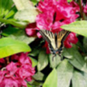 Meet your Posher, Kristin